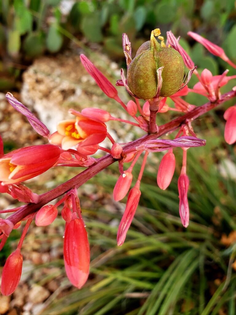 Coral Glow Red Yucca 02