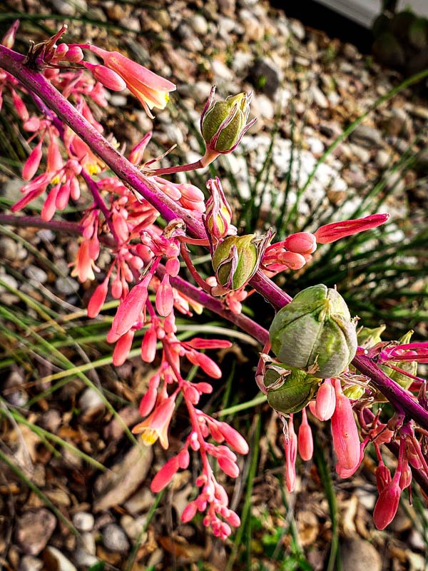 Coral Glow Red Yucca 03