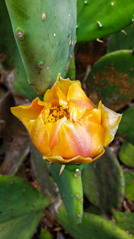Flowering Prickly Pear 01