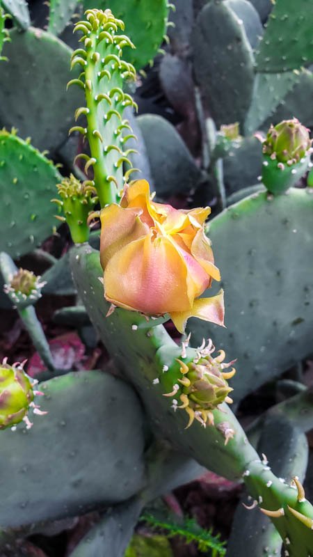 Flowering Prickly Pear 03
