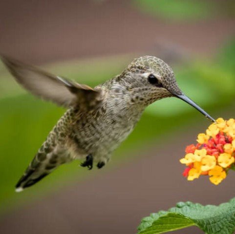 Hummingbird 02