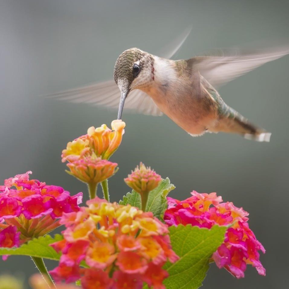 https://laurenaliseschultz.com/wp-content/uploads/2024/05/Hummingbird-03.jpeg