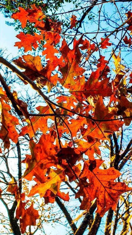 Las Autumn Leaves 05
