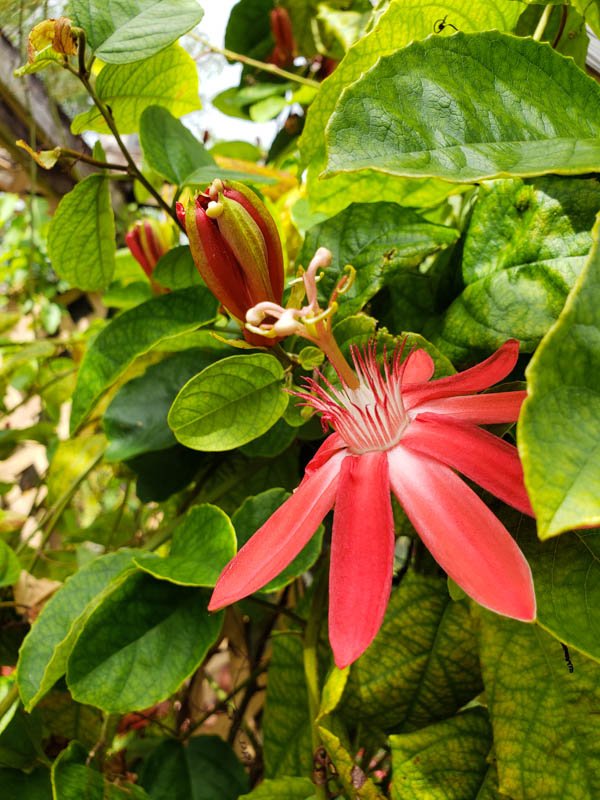 Passionflower 01