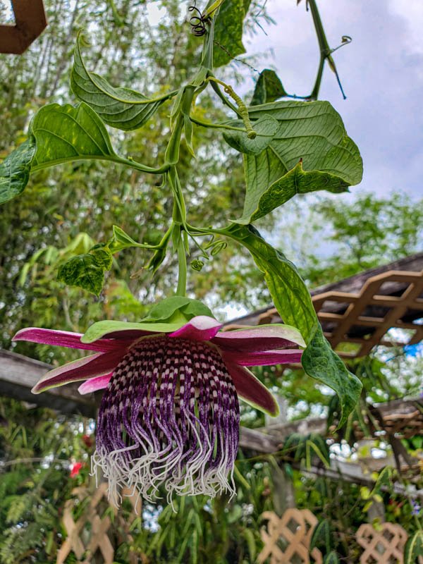 Passionflower 02