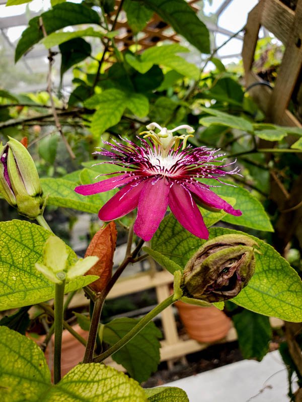 Passionflower 03