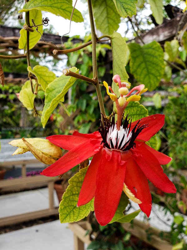 Passionflower 04