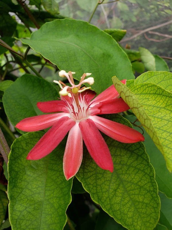 Passionflower 05