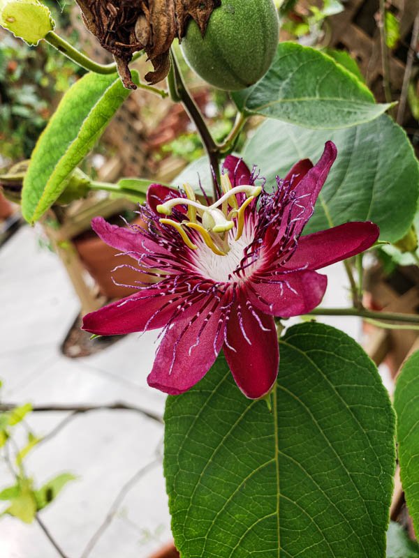 Passionflower 06