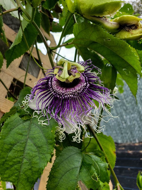 Passionflower 07