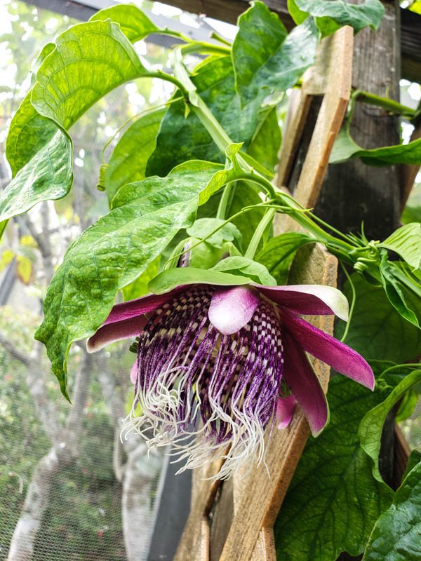 Passionflower 08