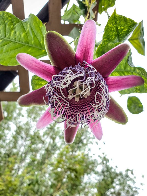 Passionflower 09